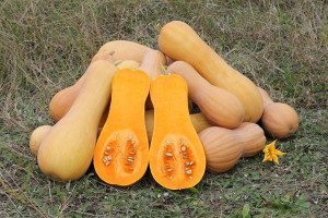 The Health Benefits of Butternut Squash
